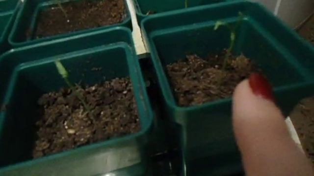 3 МАРТА. Отчет по растениям. смотреть онлайн