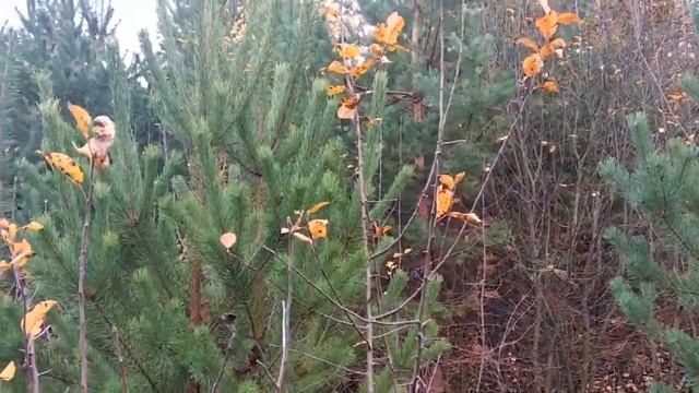 Вот, как правильно пилить сосны на Новый год смотреть онлайн