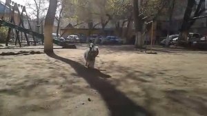 Клип. Порвав поводок.