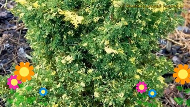 Кипарисовик тупой Сафрон Спрэй. Краткий обзор, описание Chamaecyparis Obtusa Saffron Spray