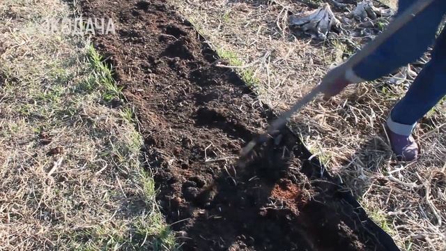 7 шагов. Готовим грядку под капусту смотреть онлайн