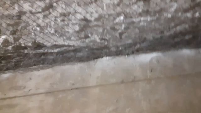 Заливка второй части пола в свинарнике. Свиноводство, скот, птица ? смотреть онлайн