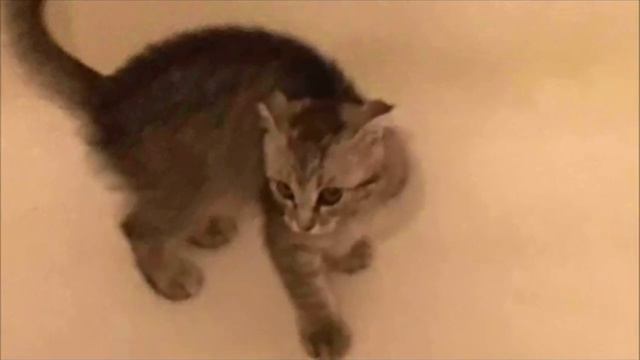 Девушка увидела этого котёнка у подруги и тут же решила забрать его смотреть онлайн