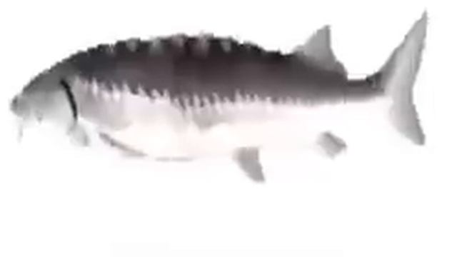 SPINNING FISH 10 HOURS