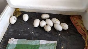 #Как проходила совместная инкубация куриных, гусиных, утиных и мускусных яиц#Итоги#