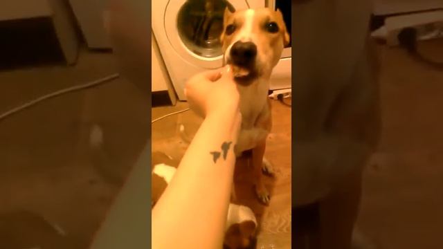 Гуф ест овощи. ) смотреть онлайн