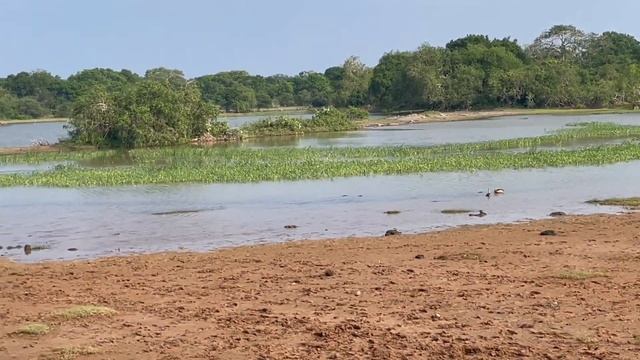 Safari in SRI LANKA: Yala National Park| 2021 смотреть онлайн