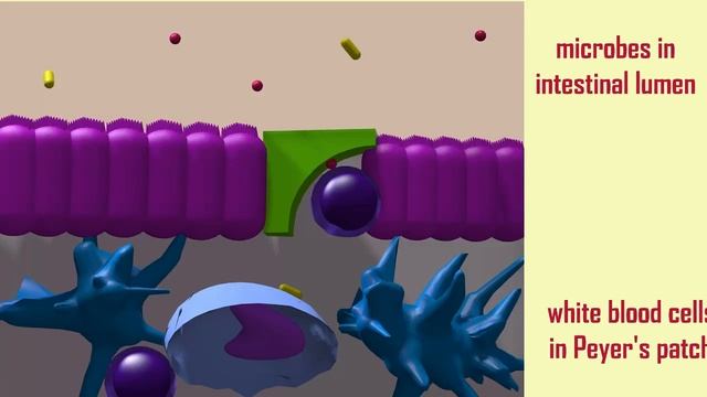 Peyer's patches смотреть онлайн