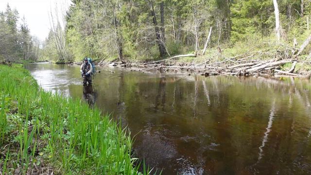 CATCH N COOK Fried Grayling Rice Noodles COFFEE | BROWN TROUT SPINNING FISHING Probing n Search ASM смотреть онлайн