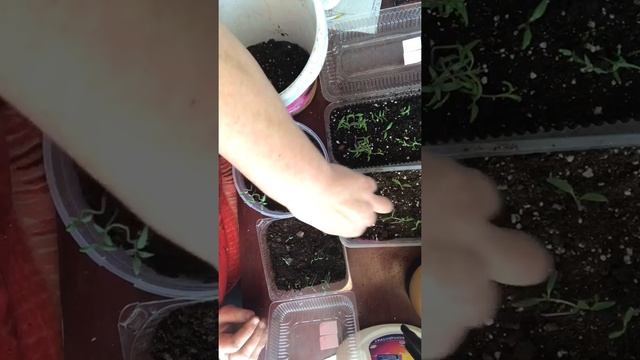 36.Проросли семена томатов смотреть онлайн