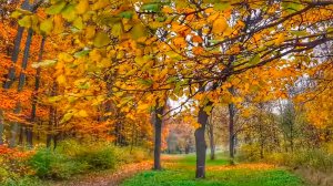 Пение Птиц в Осеннем Лесу для Расслабления и Успокоения Нервной Системы