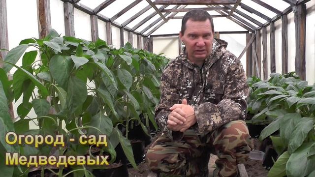 Народный метод борьбы с муравьями в теплице смотреть онлайн