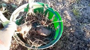 КОТОВНИК И КОРЕОПСИС- весенняя обрезка и летнее цветение. NEPETA, COREOPSIS. 02.03.2023