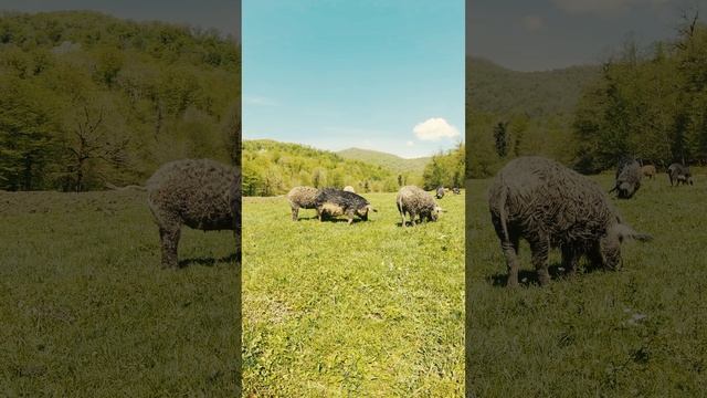 Видели Кучерявых Хрюшек ??? смотреть онлайн