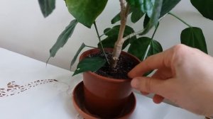 Гибискус. Уход в домашних условиях