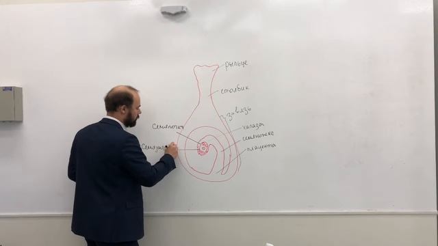 Строение пестика смотреть онлайн