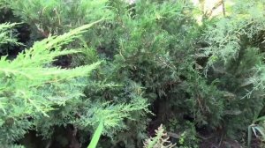 АСТИЛЬБА В САДУ.   ГДЕ ЛУЧШЕ ПОСАДИТЬ АСТИЛЬБЫ?