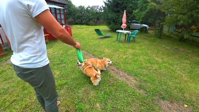 ЗАРЯДКА С СОБАКАМИ ?уезжаем с дачи ?Семейный VLOG? смотреть онлайн