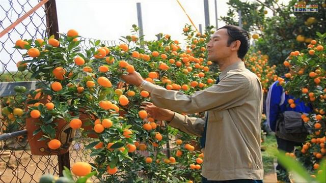 WOW! Amazing Agriculture Technology - Kumquat ❤ смотреть онлайн