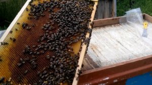 Развитие Роя. Пчеловодство Для Начинающих.