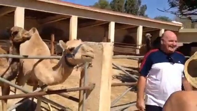 Camel Park in Cyprus смотреть онлайн