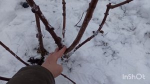 Обрезка и омоложение гортензии метельчатой Вимс Ред