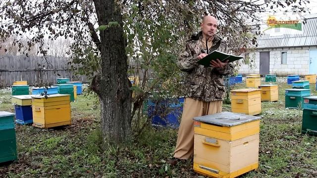 Сравнение Бакфаст и Карника смотреть онлайн