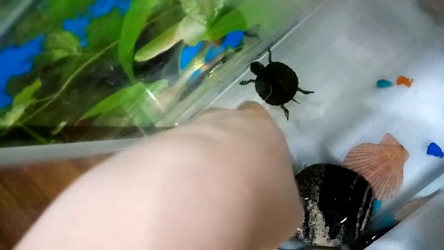 Как правельно ухаживать за маленькими черепашками смотреть онлайн