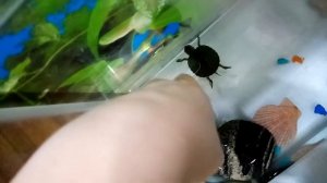 Как правельно ухаживать за маленькими черепашками