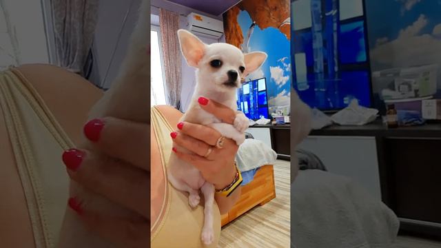 Золушка!Новый питомец в нашем питомнике чихуахуа Кастропуло Крым, ПРОДАЖА ❤️ не дорого 🔥 8978745806 смотреть онлайн
