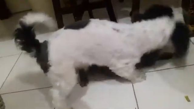 Dog versus cat.. 😂😂😂 смотреть онлайн