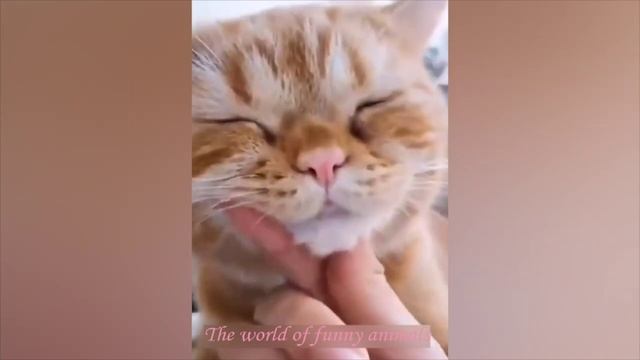 Я РЖАЛ ЦЕЛЫЙ ЧАС?КОШКИ ИЮЛЬ 2022 ЛУЧШИЕ ПРИКОЛЫ СМЕШНЫЕ ЖИВОТНЫЕ ЗА ВЕСЬ ИЮЛЬ 2022?.mp4 смотреть онлайн