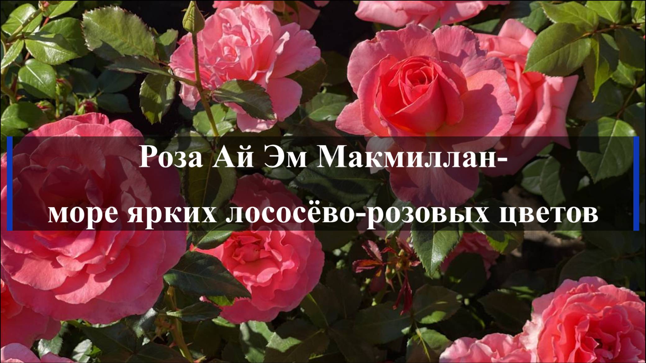 Роза Ай Эм Макмиллан - море ярких лососёво-розовых цветов. смотреть онлайн