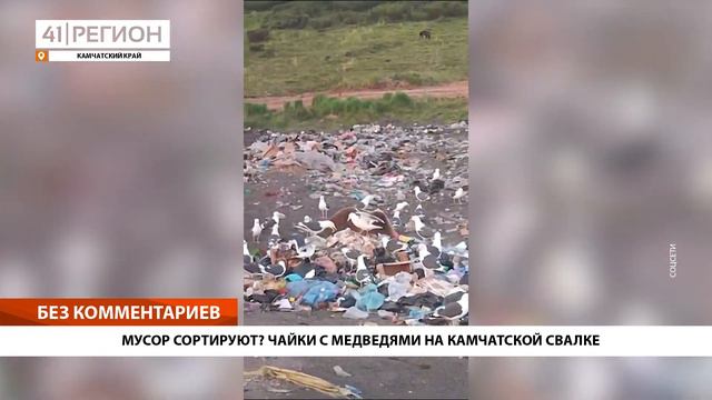 •БЕЗ КОММЕНТАРИЕВ: МУСОР СОРТИРУЮТ? ЧАЙКИ С МЕДВЕДЯМИ НА КАМЧАТСКОЙ СВАЛКЕ• смотреть онлайн