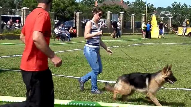 КАК проходит ВЫСТАВКА НЕМЕЦКИХ ОВЧАРОК.Щенки. Одесса.