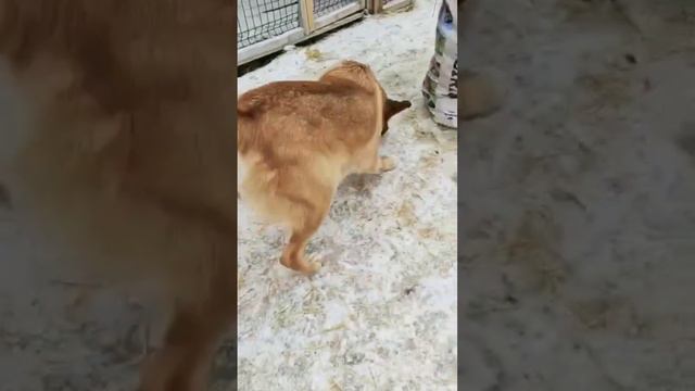 Сэм 2 года в добрые руки. Москва и область. Возьмите друга домой. #пиарживотных #москва смотреть онлайн