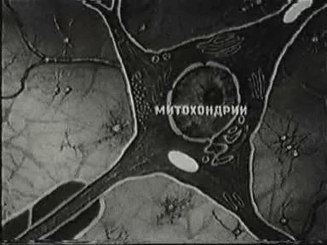 Физиология. Нервная клетка