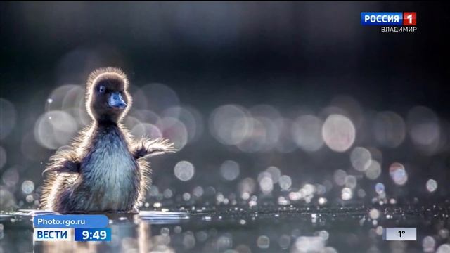 Высокая награда владимирскому фотографу