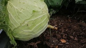 Выращивание и уход за белокочанной капустой