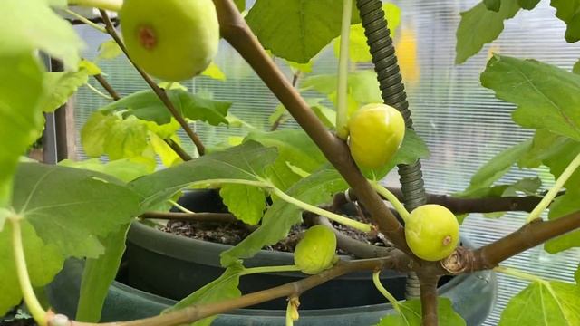 Выращивание инжира в горшке. смотреть онлайн