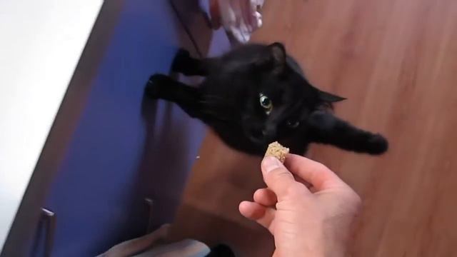 Кот уплетает цельнозерновой из полбы на закваске смотреть онлайн