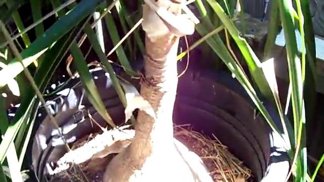 Roberts Small Pony Tail Palm.mov