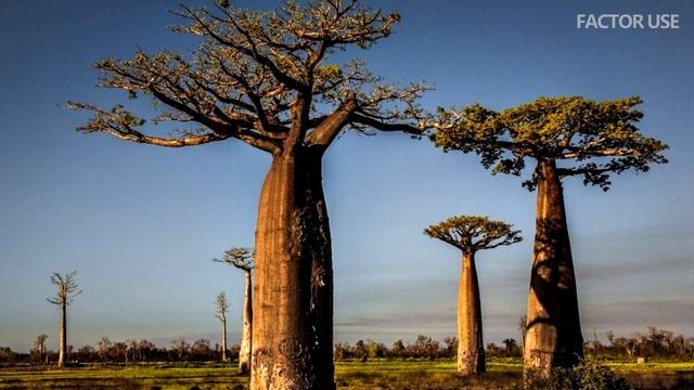 СЕНЕГАЛ - АФРИКАНСКИЙ РАЙ