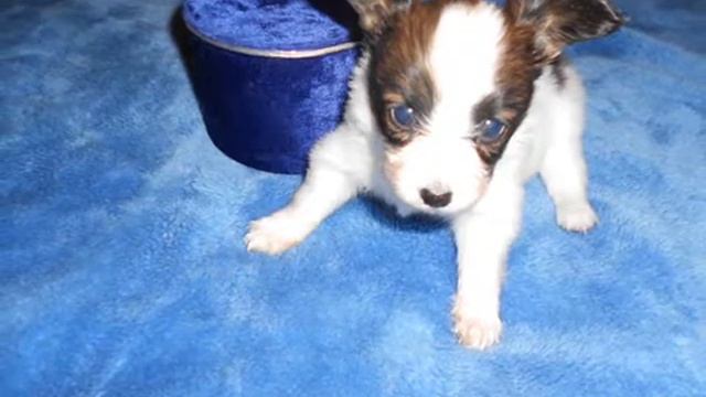 папийоны в 1мес.www.dogs585.my1.ru смотреть онлайн