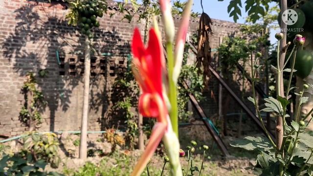 Canna indica flowers first time bloom in my garden || Beautiful canna indica flowers #cannaindica смотреть онлайн