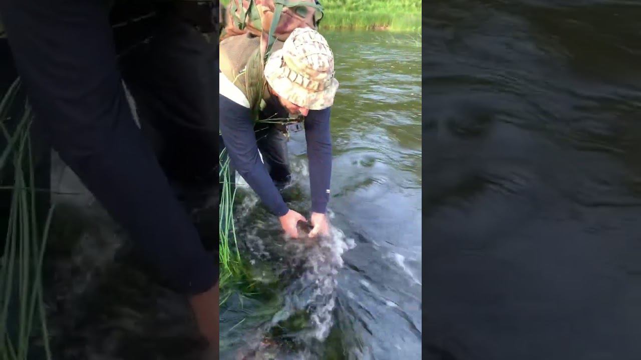 Трофейный голавль! #голавль #рыбалка #рыба #поймалотпусти смотреть онлайн