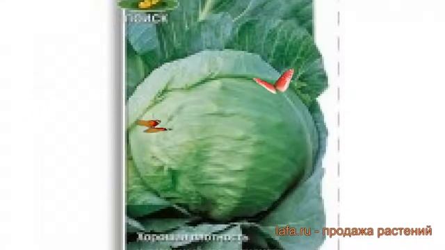Капуста белокочанная Харьковская зимняя ? обзор: как сажать, семена капусты Харьковская зимняя смотреть онлайн