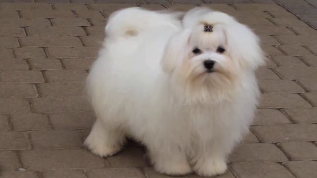 Девочка Мальтезе, питомник КСУ в Виннице смотреть онлайн