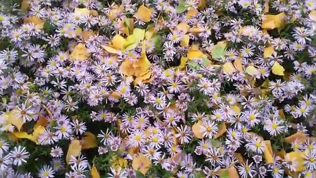 сентябрины