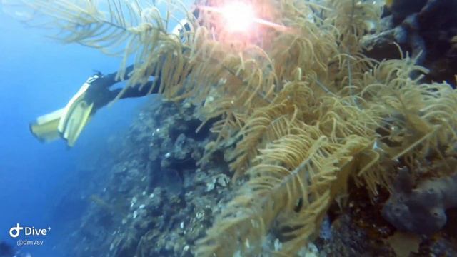 Куба, Карибское море. Погружение с Centro Internacional de Buceo Gaviota Las Morlas. смотреть онлайн